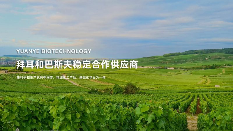 CDMO公司崛起：揭秘医药研发背后的力量