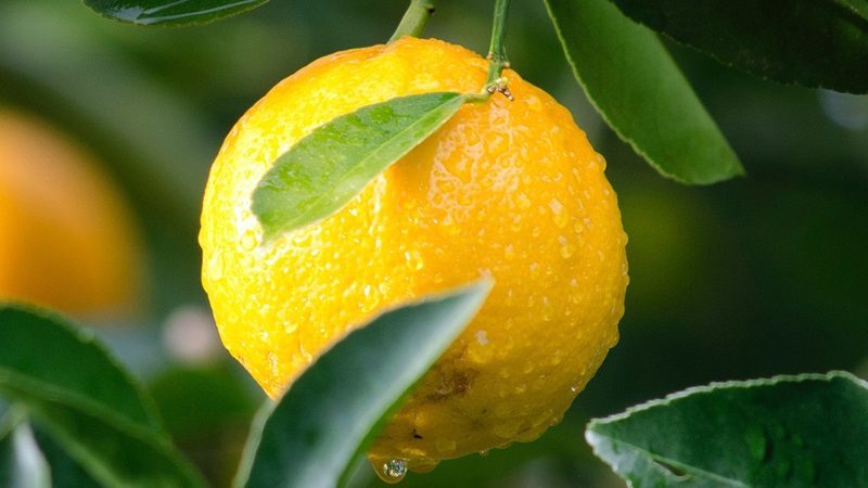 细胞培养基定制流程揭秘：关键步骤与注意事项